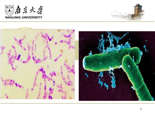 炭疽芽孢杆菌 PPT课件