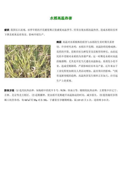 水稻高温热害