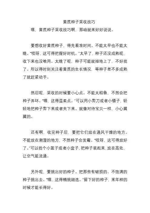 黄芪种子采收技巧