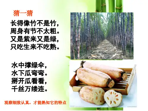 三年级作文  第二讲 学写一种植物ppt