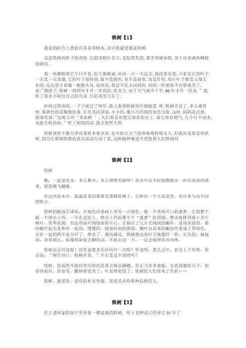 铁树作文
