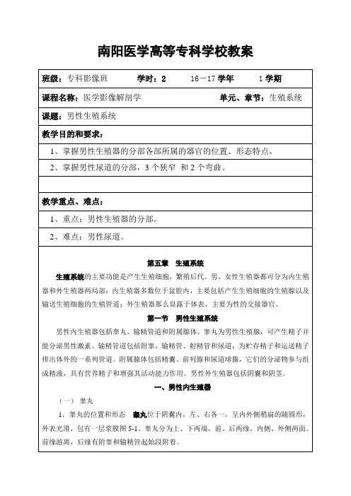 医学影像技术《20男性生殖系统》