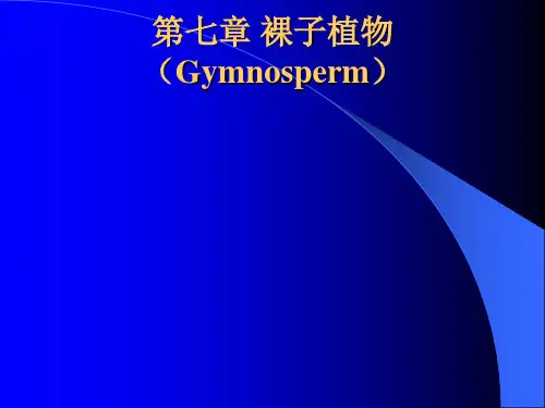 裸子植物分类