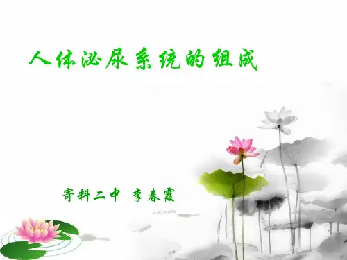 泌尿系统的组成