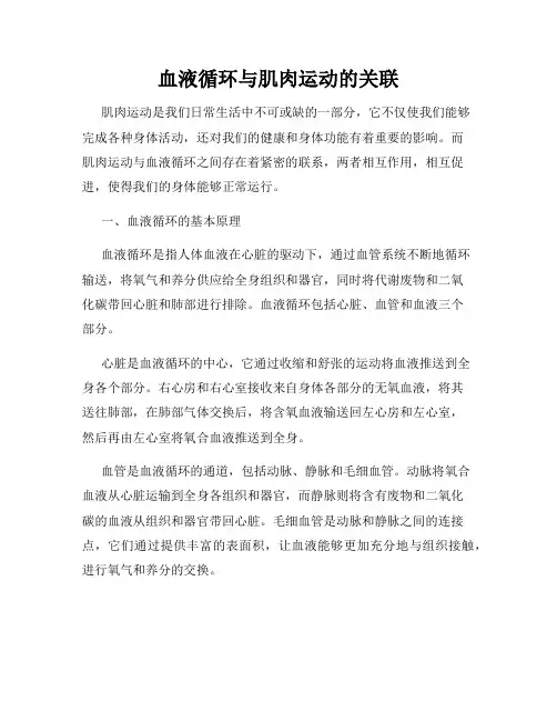 血液循环与肌肉运动的关联