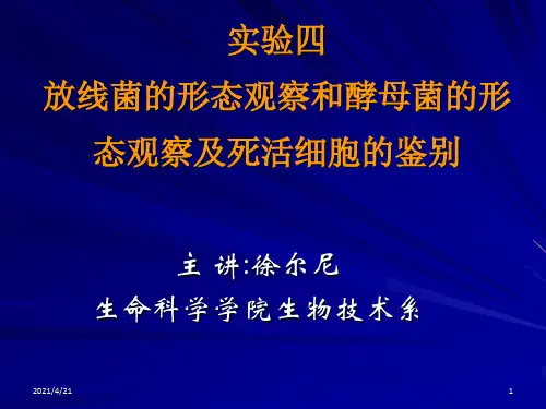 实验放线菌的形态观察和酵母菌的形态观察及死活细胞鉴别
