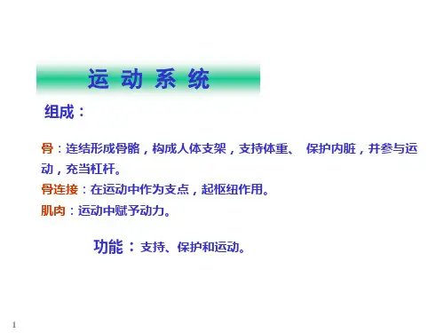 骨学、躯干骨课件