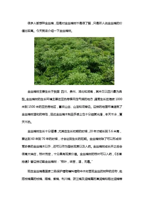 金丝楠树是什么树
