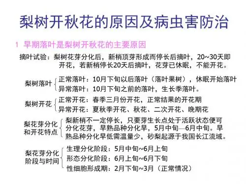 梨树开秋花原因与病虫害防治