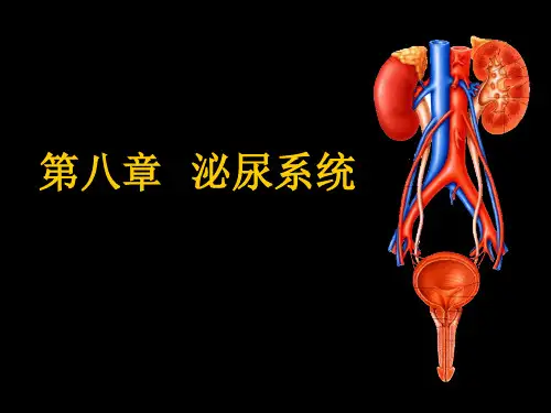 现代基础医学概论(第八章 泌尿系统)