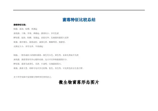 微生物菌落特征形态总结大全(带图片)
