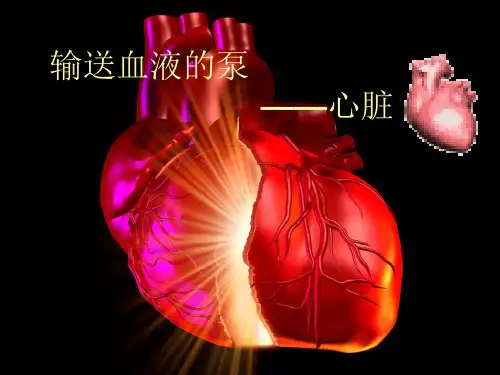 人教版生物七年级下册：4.4.3 输送血液的泵—心脏 课件 (共28张PPT)