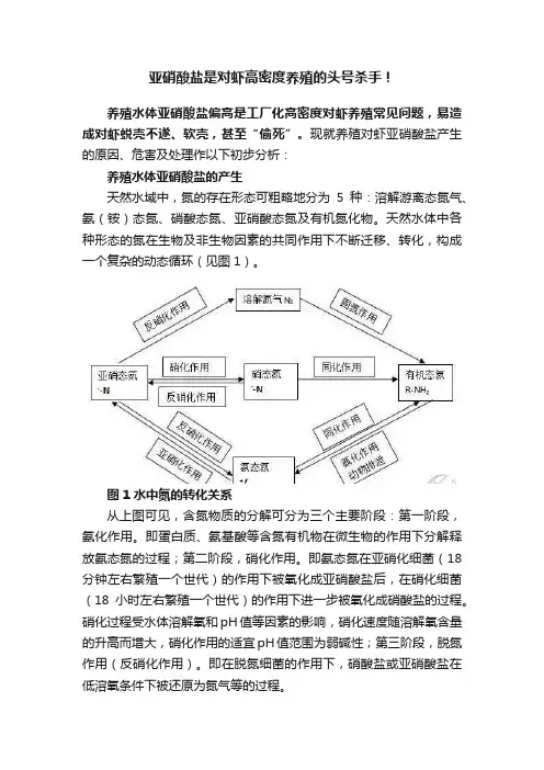 亚硝酸盐是对虾高密度养殖的头号杀手！
