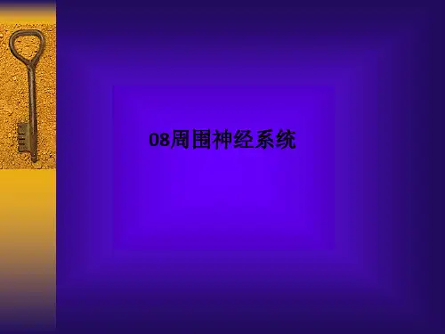 08周围神经系统-PPT课件