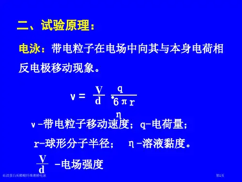 血清蛋白质醋酸纤维薄膜电泳