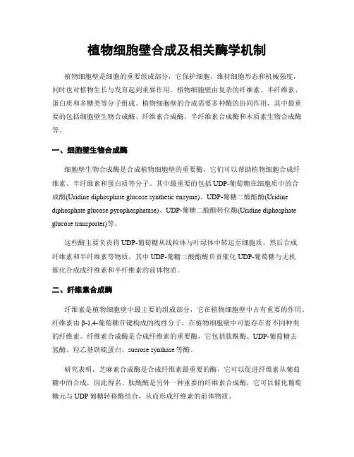 植物细胞壁合成及相关酶学机制