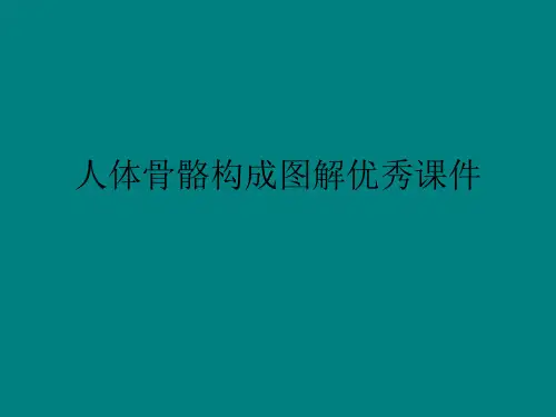 人体骨骼构成图解优秀课件