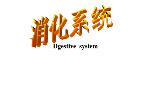 组胚——消化系统
