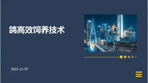 鸽高效饲养技术