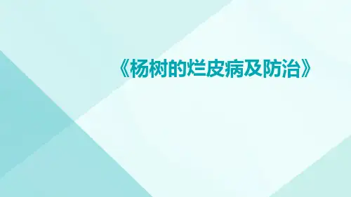 杨树的烂皮病及防治