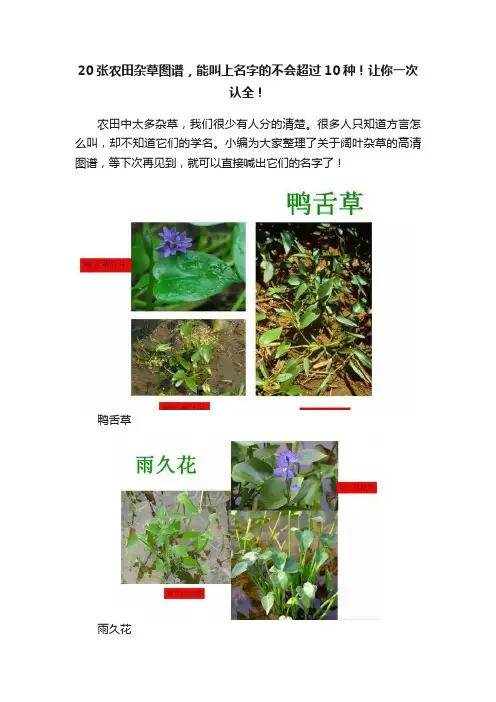 20张农田杂草图谱，能叫上名字的不会超过10种！让你一次认全！