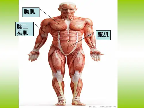 肌肉课件最新