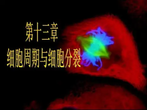 第13章 细胞周期与细胞分裂-细胞生物学