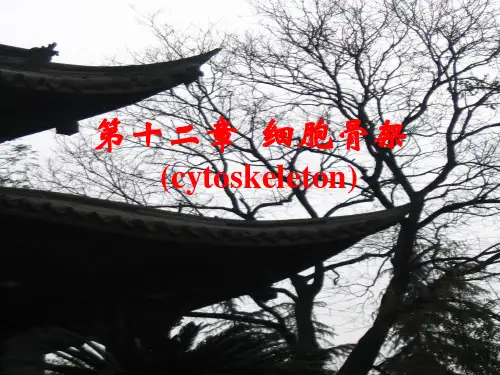 细胞骨架