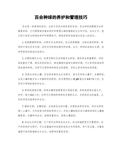 百合种球的养护和管理技巧