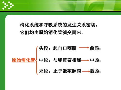 呼吸系统发生