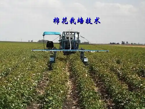 棉花栽培技术