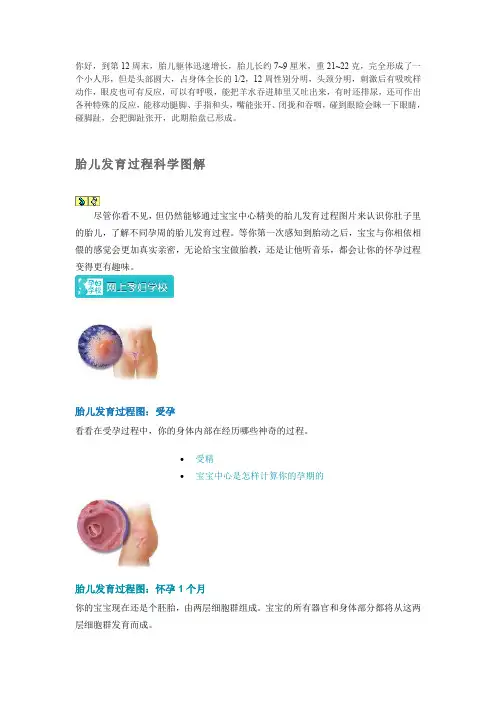 各月小胎儿活动