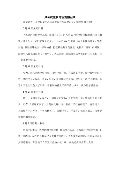 凤仙花生长过程观察记录_小学作文