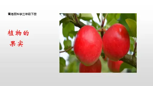 青岛版科学三年级下册《植物的果实》课件