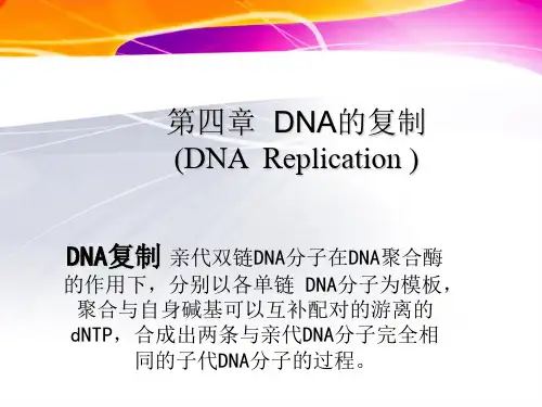 分子遗传学第七讲-第十讲复制