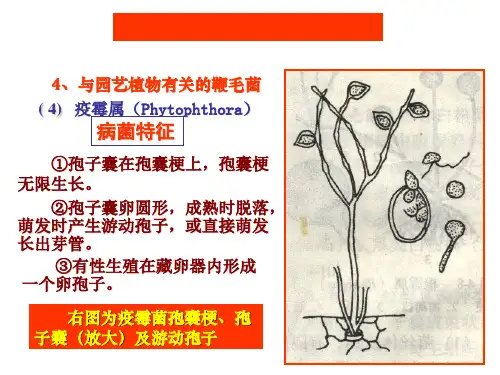 蔬菜病虫防治茄科-番茄病害(3)PPT精品文档20页