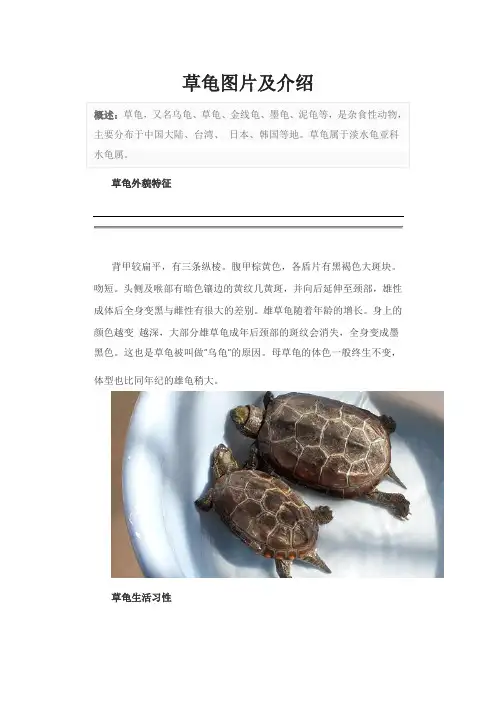 草龟图片及介绍