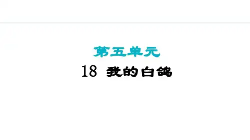 18.我的白鸽【授课课件】七年级上册语文人教版