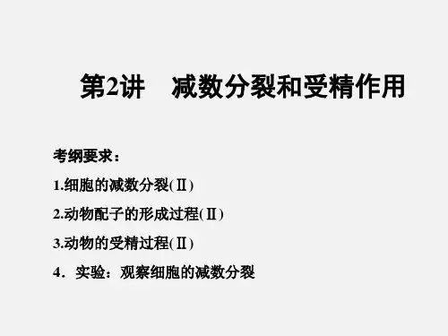 高考生物 一轮复习 第四单元 细胞的生命历程 第2讲 减数分裂和受精作用(必修1)