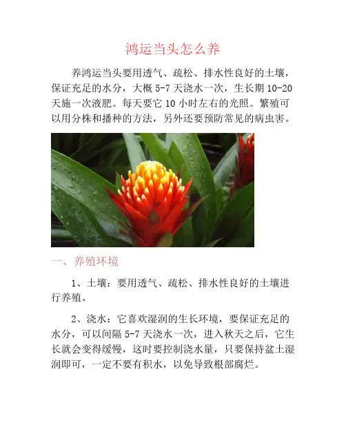 鸿运当头怎么养-养花技巧