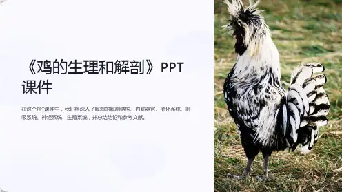 《鸡的生理和解剖》课件