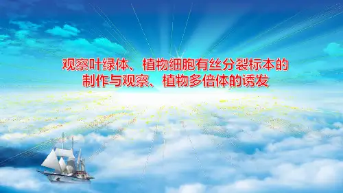 高中生物《观察叶绿体、植物细胞有丝分裂标本的制作与观察》公开课PPT课件