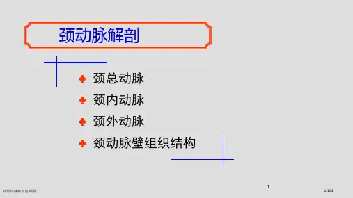 外周动脉解剖简明图