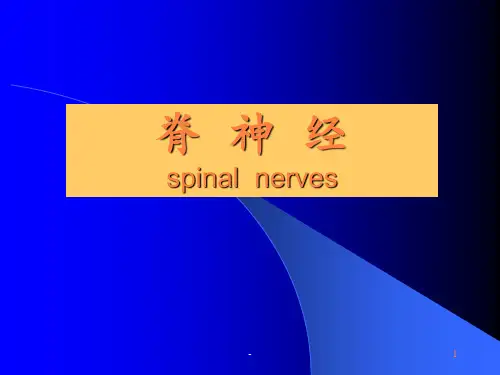 脊神经PPT课件