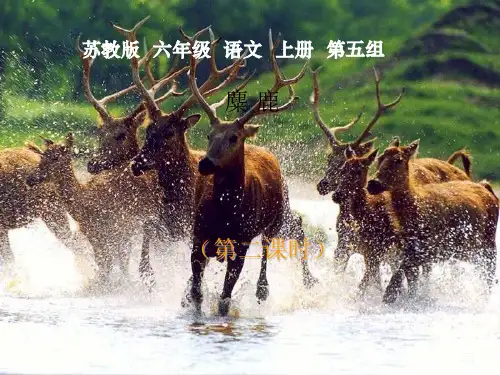 六年级上册《麋鹿》 2