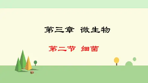 人教版生物 七年级上册     细菌