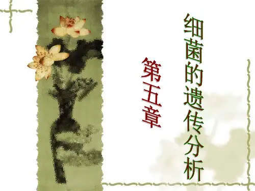 第五章 细菌的遗传分析