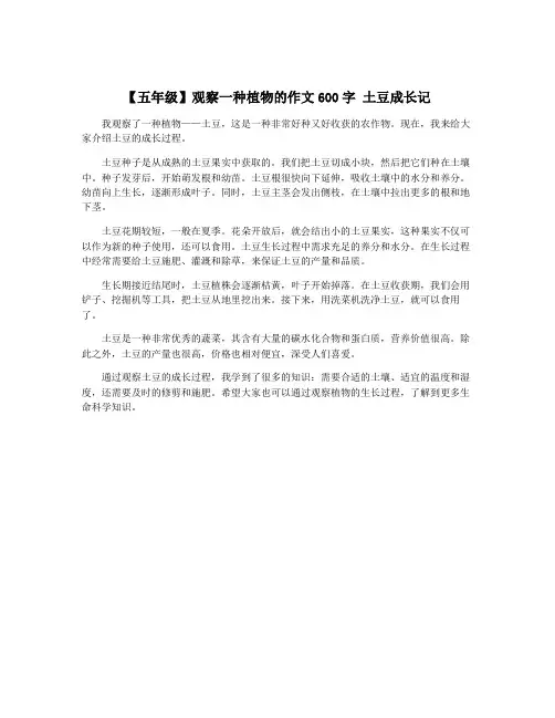 【五年级】观察一种植物的作文600字 土豆成长记