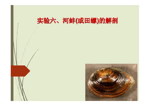 实验六、河蚌（或田螺）的解剖