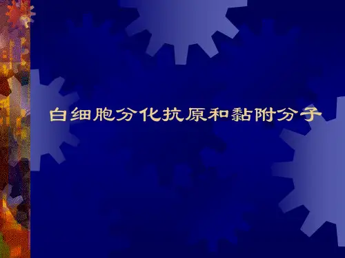 白细胞分化抗原